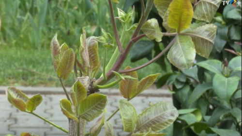 Zilele Horticulturii Bucureștene: O tradiție înfloritoare | VIDEO