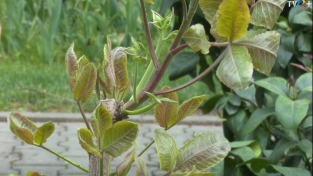 Zilele Horticulturii Bucureștene: O tradiție înfloritoare | VIDEO