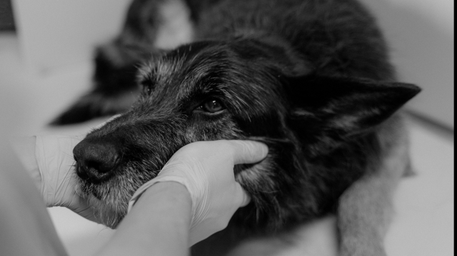  „Viermii inimii” – o ameninţare reală pentru animalele de companie
