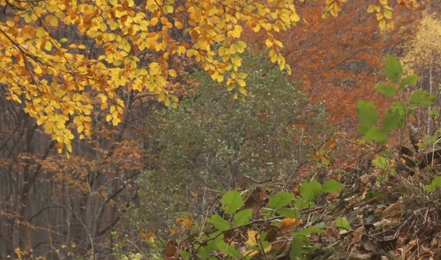Puterea naturii asupra psihicul uman