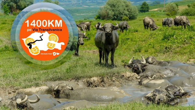 Via Transilvanica - ziua 35: Bazna - Axente Sever 