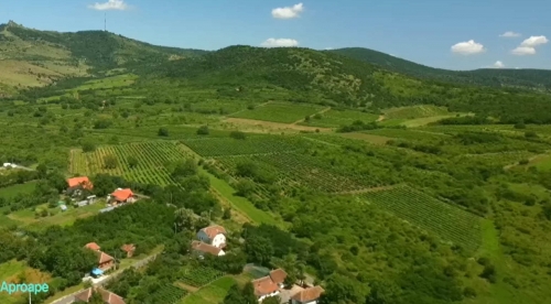 Drumuri aproape: Podgoria Aradului
