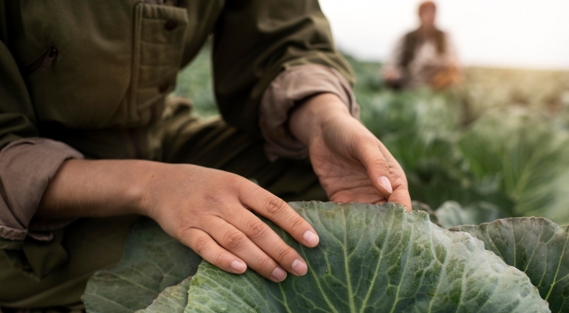 (P) 10 greșeli frecvente care reduc drastic producția agricolă