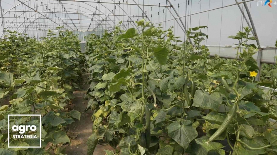 (w882) agrostrate