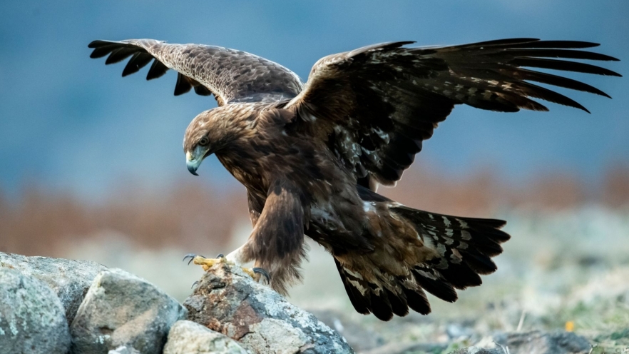 Animale pe cale de dispariție în România și lupta pentru supraviețuire