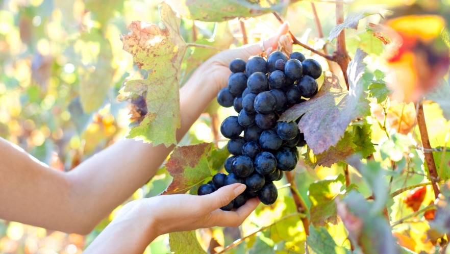 Strugurii și sâmburii lor: proprietăți și beneficii pentru organism