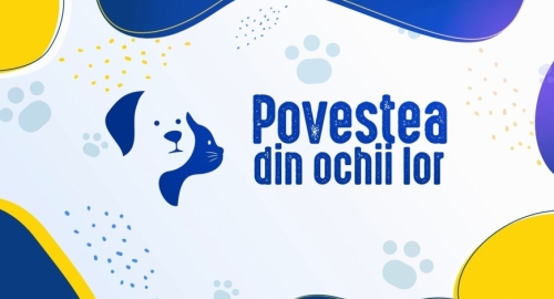 Povestea din ochii lor: Campionatul Mondial de Frumusețe Felină la Bucureșți!