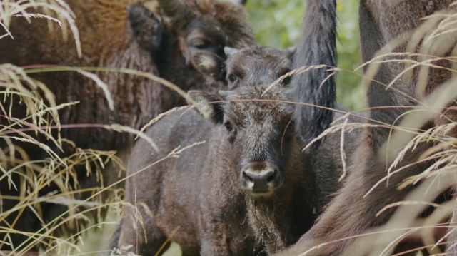 Ecosisteme în reconstrucţie: „Arhitecții naturii” - un film despre revenirea speciilor-cheie în habitatul natual, în premieră la TVR 1