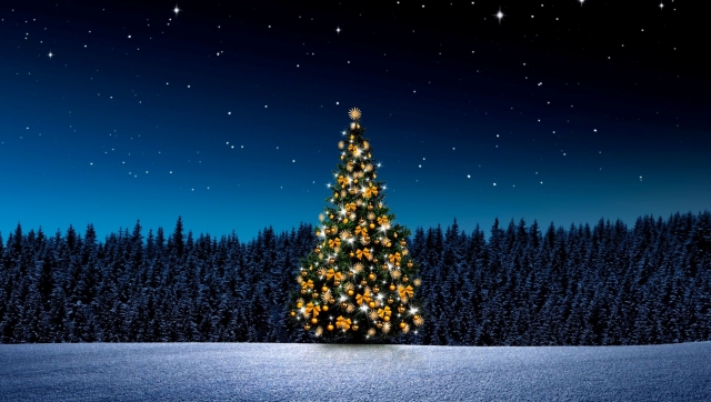 Bradul, arborele vieții la români