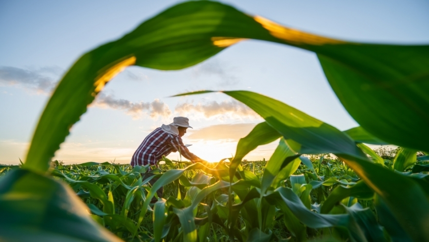 (P) Amalgerol Essence și fertilizanții: crește eficiența și profitul recoltelor tale 