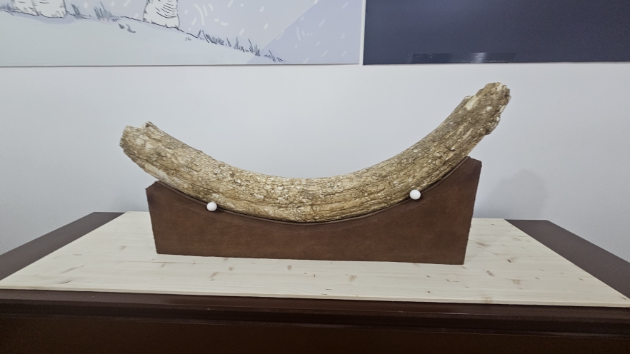 (w882) colÈ›ul de