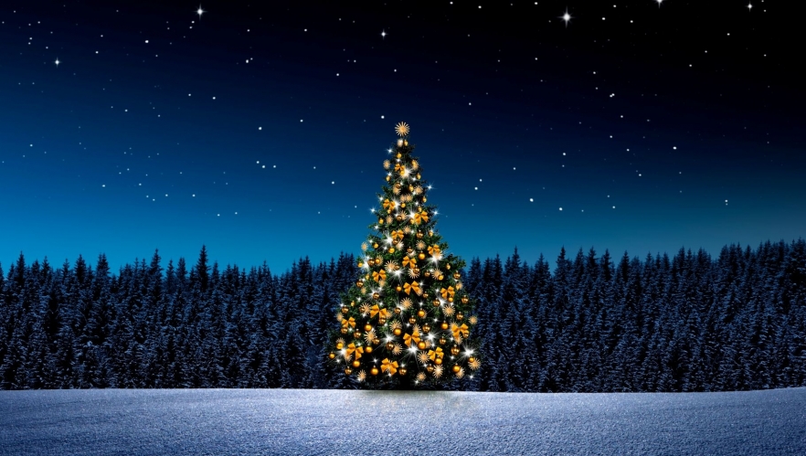 Bradul, arborele vieții la români