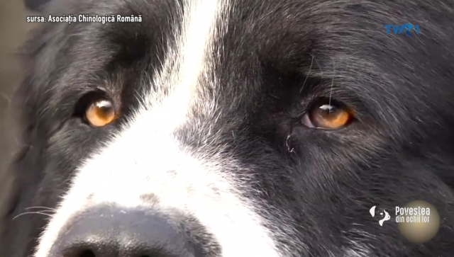 povestea din ochii lor / tvr