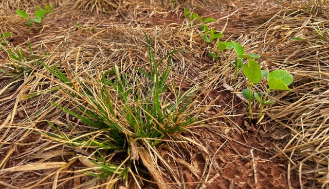(P) Strategii eficiente de combatere a buruienilor pe diferite tipuri de teren