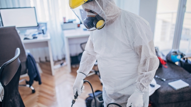 (P) Invazie de ploșnițe raportată în București. Specialiștii cer intervenții rapide de dezinsecție