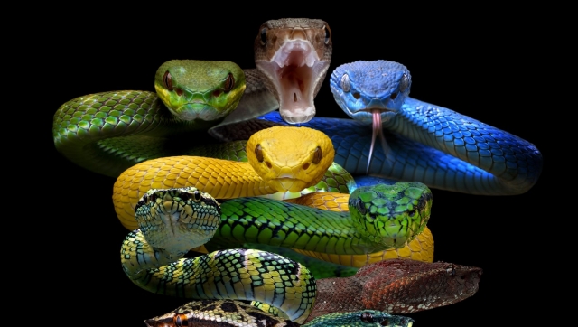 Drumul veninului de șarpe prin organism