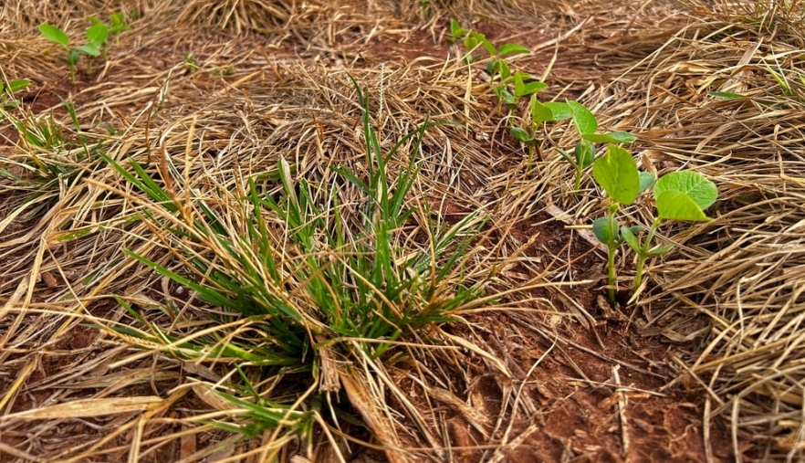 (P) Strategii eficiente de combatere a buruienilor pe diferite tipuri de teren