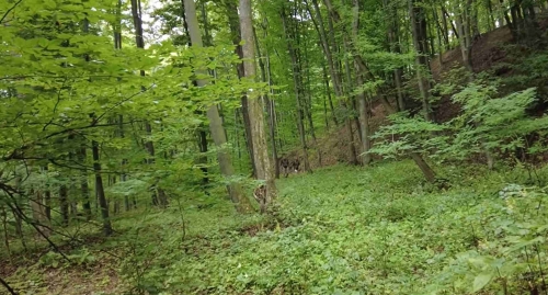 România în bucate: La vânătoare de trufe