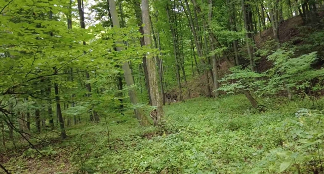 România în bucate: La vânătoare de trufe