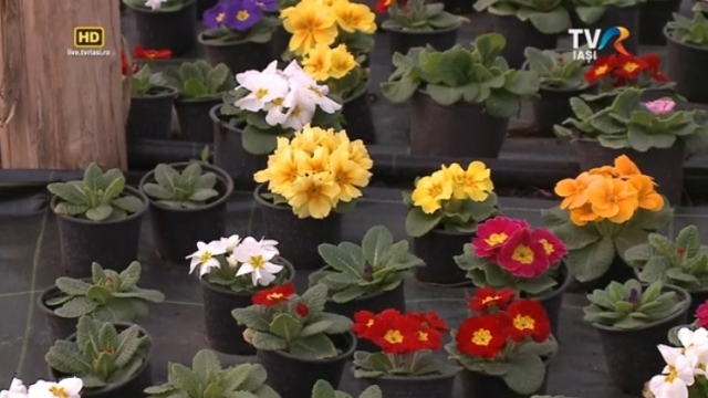 “Satul meu”: Comuna micilor întreprinzători | VIDEO