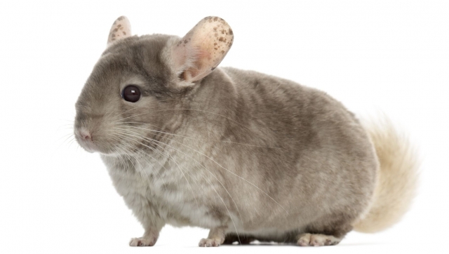 Blana de chinchilla, lux suprem și protecție absolută în sezonul rece