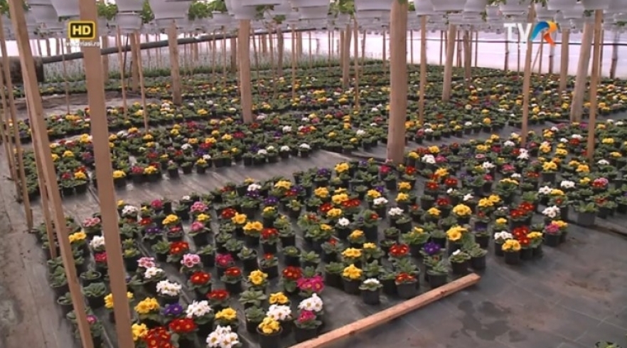 (w882) â€œSatul m