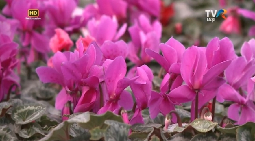 (w882) â€œSatul m