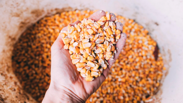 (P) De la boabe la hrană: Cum își pregătesc gospodarii furajele eficient