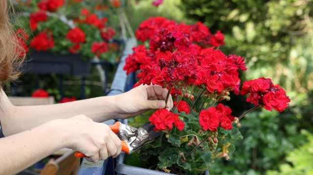 Mușcatele, explozie de culoare și parfum în grădina de primăvară