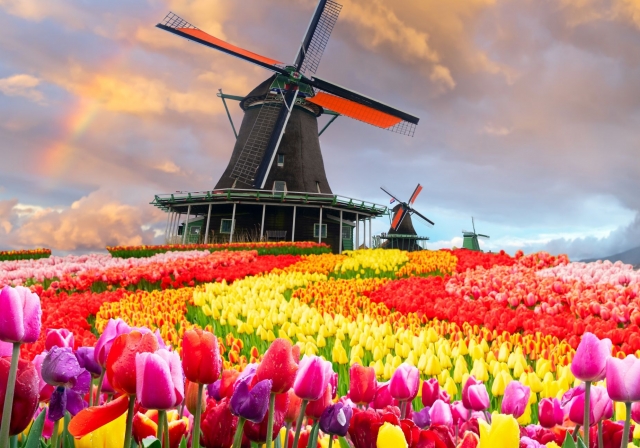 Povestea lalelelor: de la florile sălbatice din Asia Centrală la simbolul primăverii în Europa