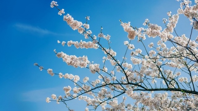 Vine, vine primăvara!