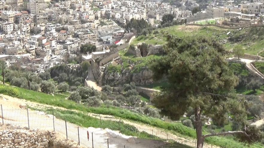 (w882) 15 capsule com