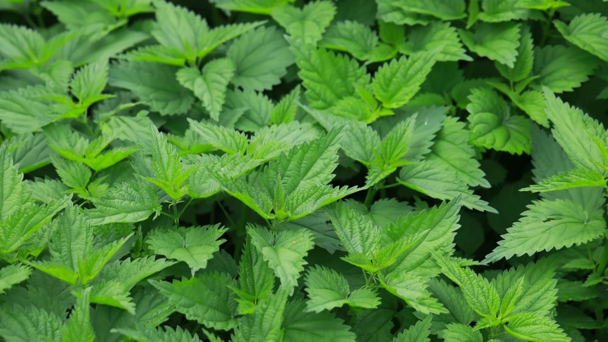 Urzica, energia verde a primăverii pentru sănătate