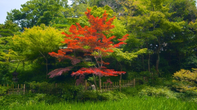 Arborele potrivit, la locul potrivit: cheia unei grădini reușite