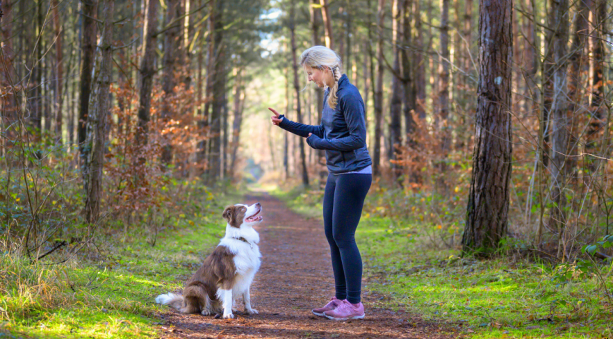 (P) Greșeala pe care o fac 80% dintre stăpâni când folosesc recompense pentru dresajul câinilor  