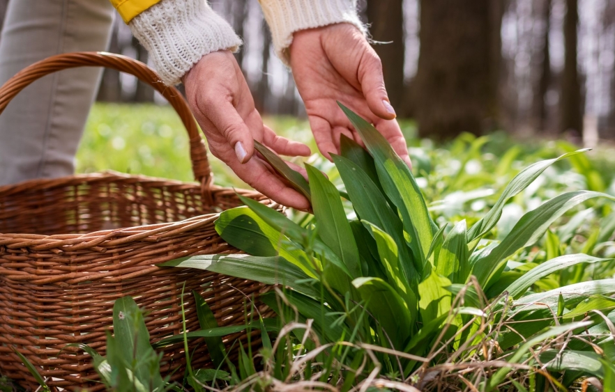Risotto cu leurdă după festinul de Paște