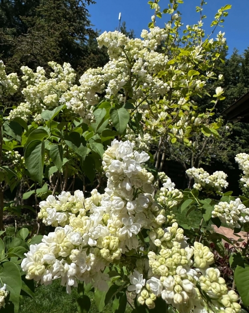 (w500) Liliac