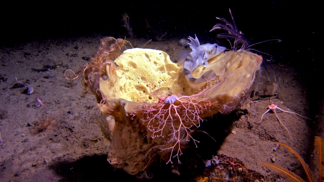 Sir David Attenborough, cu poveşti din „Adâncurile oceanelor: Uriaşii din apele antarctice”. Documentar în premieră la TVR 1