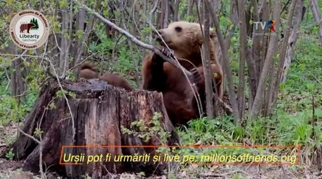 (w640) â€œCÄƒlÄƒt