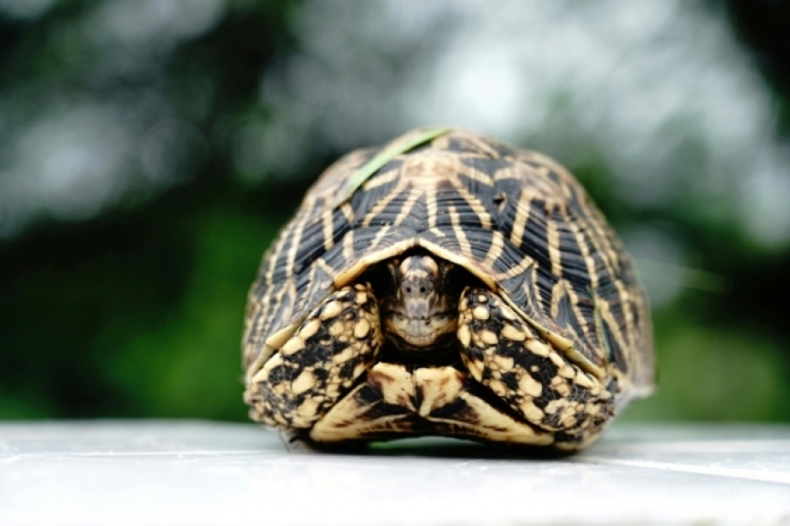 (w882) È›estoase