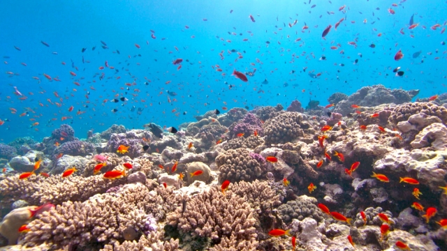 Secretele unei mări unice. Documentarul „Adâncurile oceanelor: Tainele Mării Roşii” se vede în premieră la TVR 1