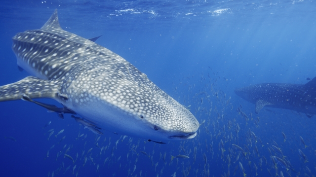 Rechinul_ Adancurile oceanelor_Tainele Marii Rosii, TVR 1