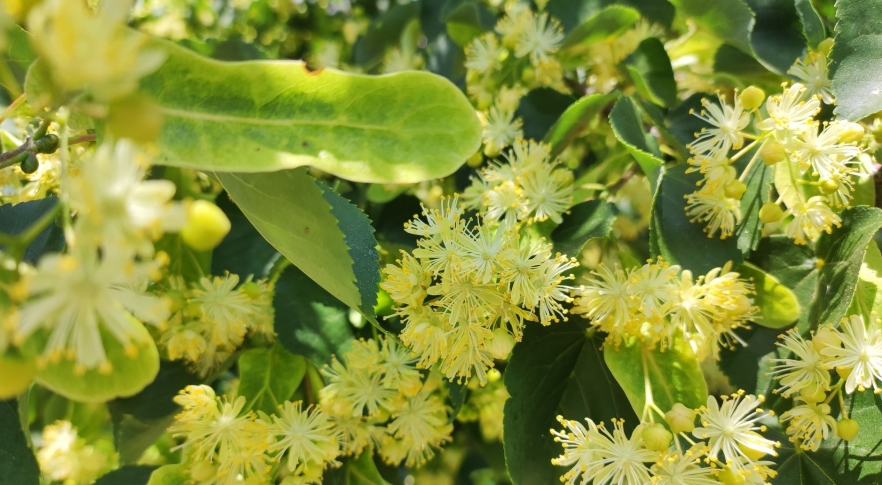 Beneficii surprinzătoare ale florilor de tei pentru sănătate