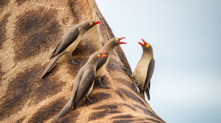 Horoscopul zilei de 4 august