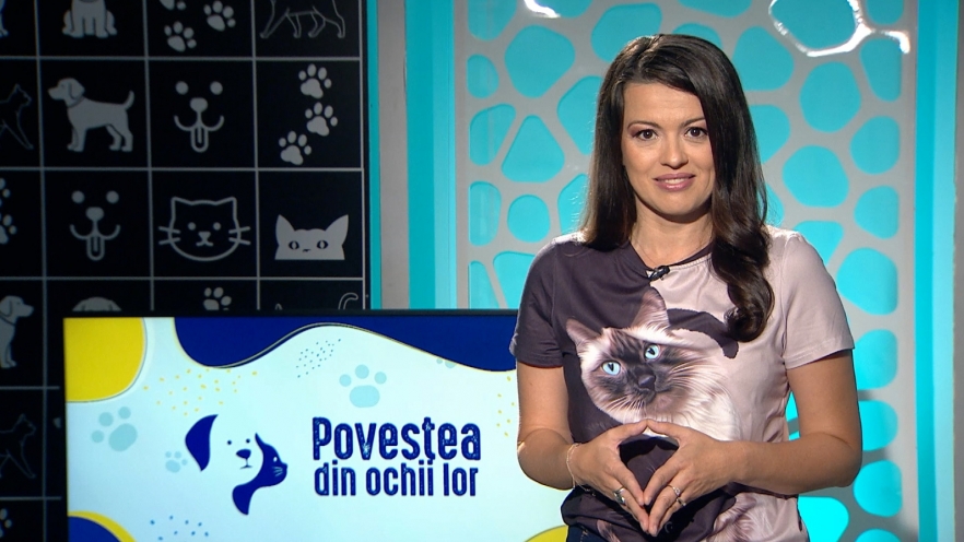 (w882) Povestea d